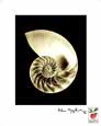 Alan Majchrowicz - Sliced Nautilus Shell