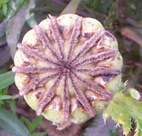 13 ridges on a poppy seed head